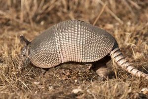 9-banded-armadillo
